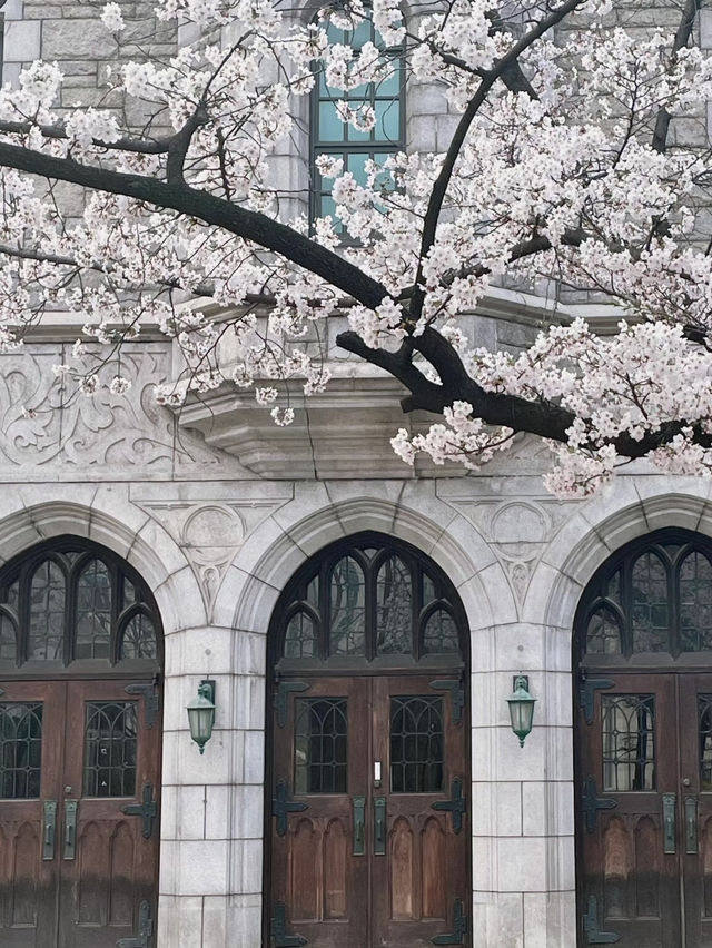 🇰🇷2025梨花女子大學櫻花季攻略