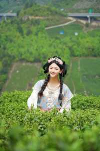 探秘黔南春色，邂逅貴定雲霧貢茶