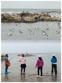 【河北秦皇島～北戴河老虎石海上公園】