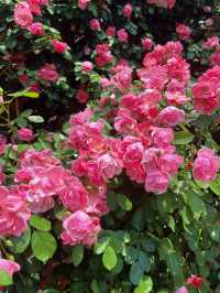 綿陽·將開區｜薔薇花牆3米高&百米長