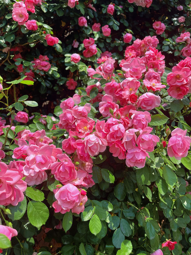 綿陽·將開區｜薔薇花牆3米高&百米長