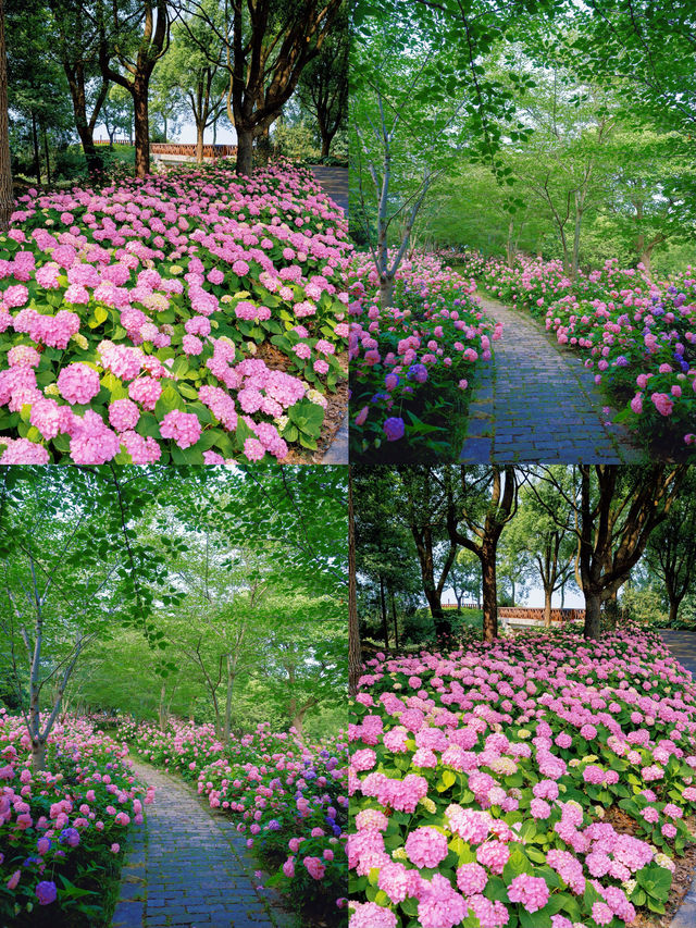 情侶約會擁抱花與海濱江森林公園
