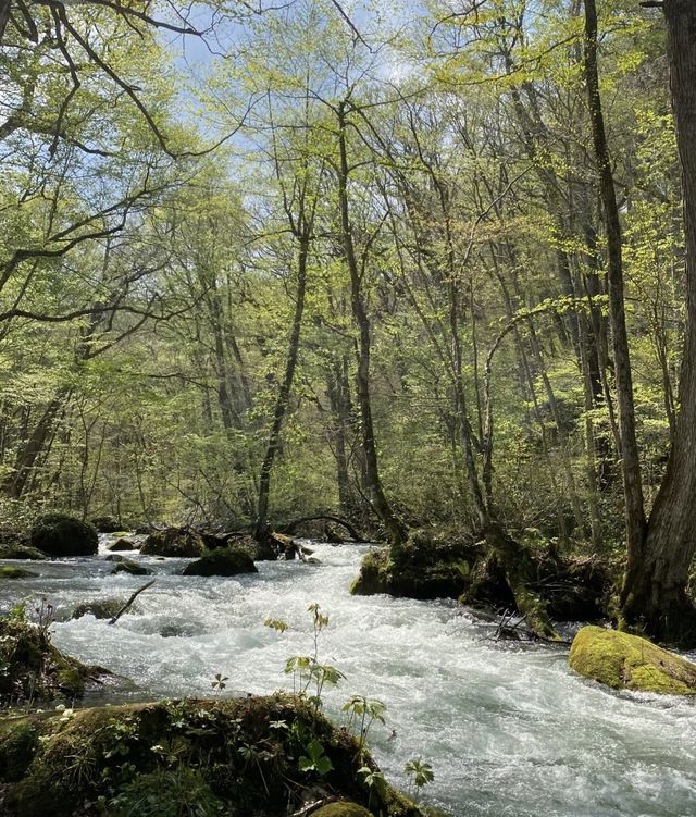 住進春天的青森山林