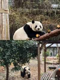 走進安吉與熊貓互動