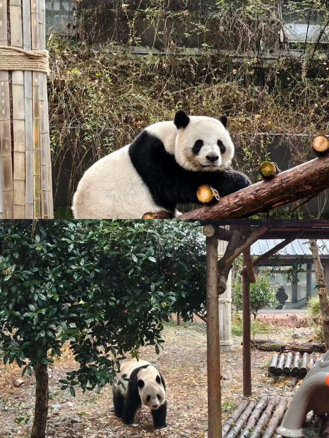 走進安吉與熊貓互動