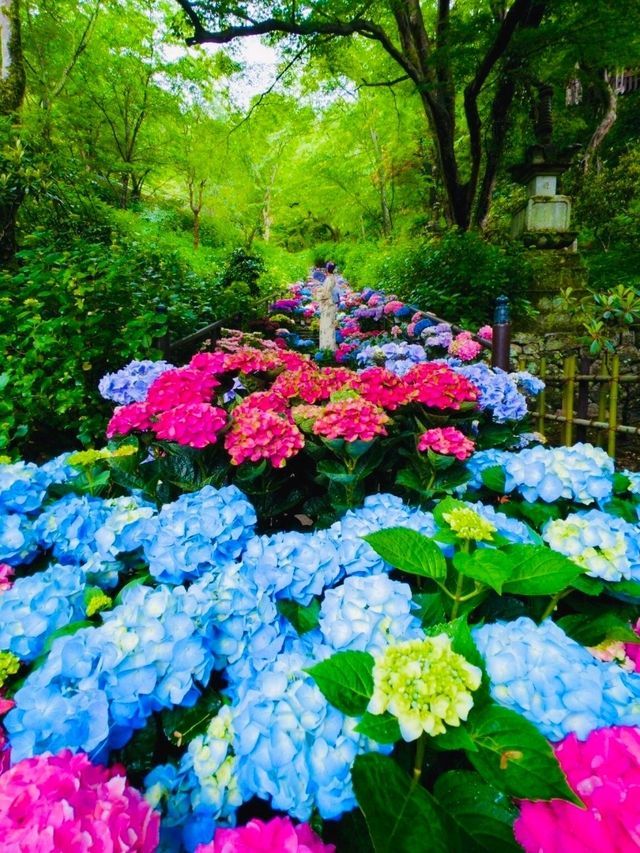 東京6月紫陽花聖地交通全攻略：奔赴限定藍紫色浪漫 