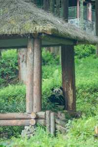 熊貓起源地鄧池溝奇妙之旅，真係好好玩