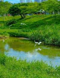 深圳大沙河公園漫遊指南｜都市綠肺裡的全齡段治癒之旅