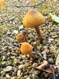一定要來體驗東北林地深處的採蘑菇樂趣