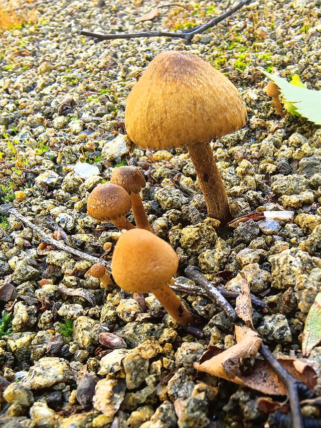 一定要來體驗東北林地深處的採蘑菇樂趣