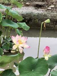 雨中漫遊圓明園，邂逅合歡花與荷花的詩意