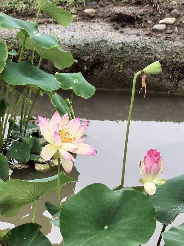 雨中漫遊圓明園，邂逅合歡花與荷花的詩意