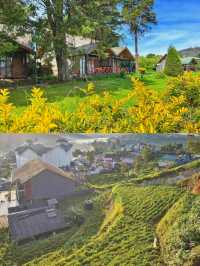 一帖搞掂！！努沃勒埃利耶玩樂、住宿超實用指南！