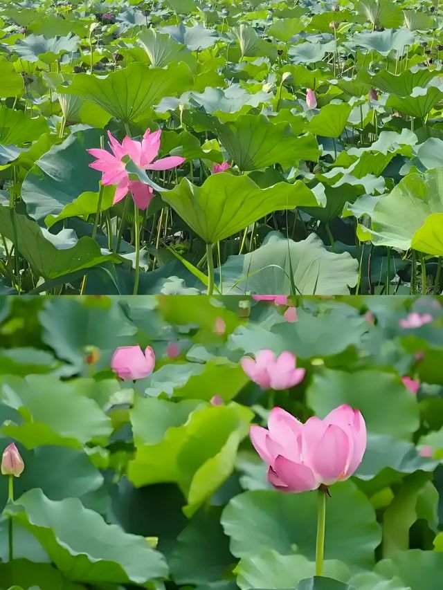 賞荷、拍照、品嚐美食，夏日浪漫之旅