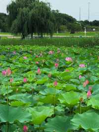 無錫賞荷天花板！雲林生態體育公園攻略