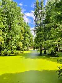 The Truth about the "Matcha Lake" in Qingshanhu