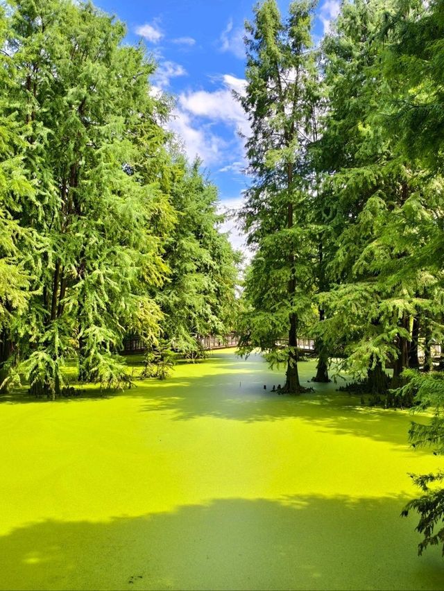 The Truth about the "Matcha Lake" in Qingshanhu