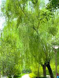 元大都遺址公園，海棠花溪的夏日花海綠蔭