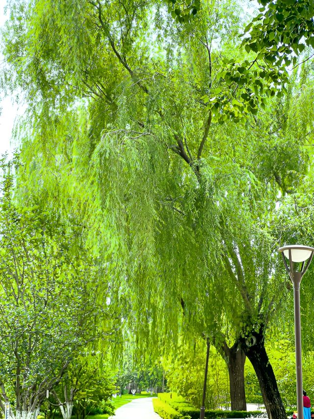 元大都遺址公園，海棠花溪的夏日花海綠蔭