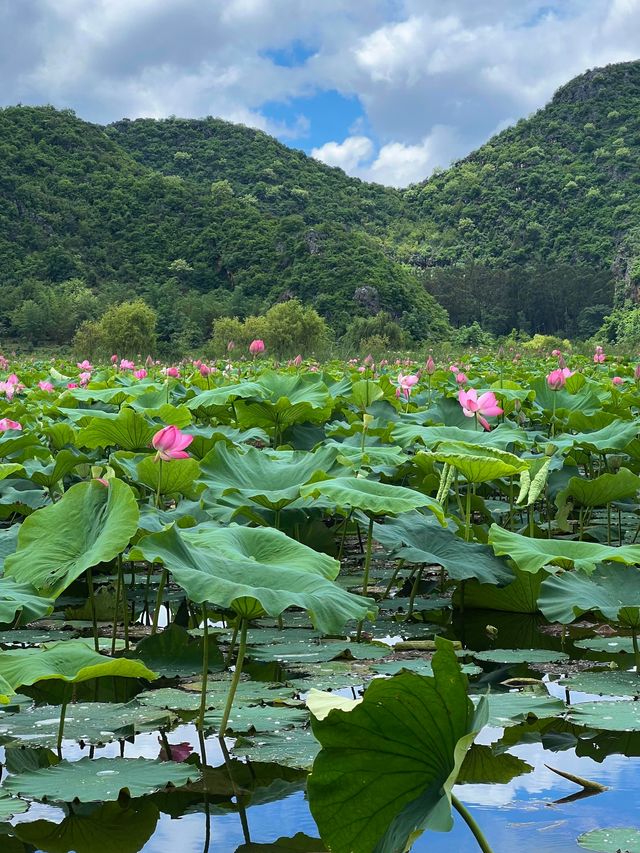現實版山水田園詩‖荷香靜謐 登高望遠～