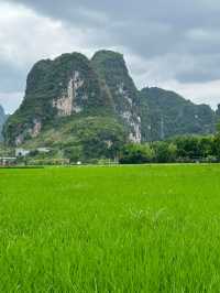 黃裙與稻浪，共赴一場大地的盛宴