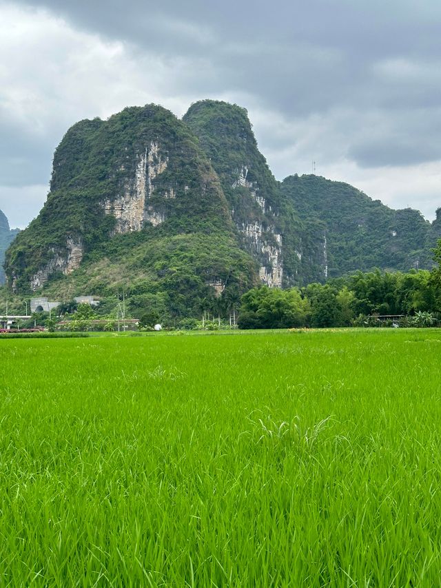 黃裙與稻浪，共赴一場大地的盛宴