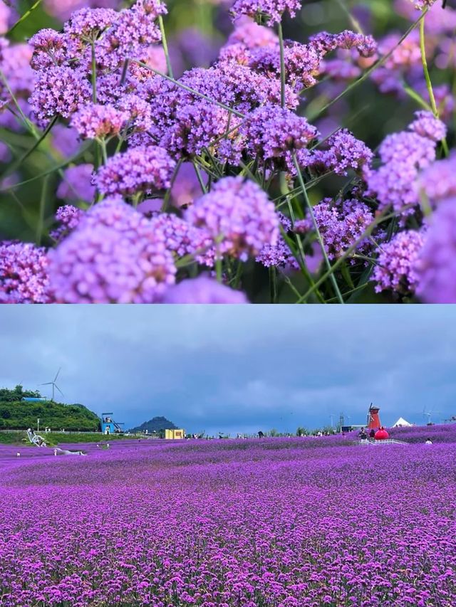 闖入普羅旺斯的紫色夢境～石門花海