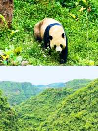 寶貝們快入！超正碧峰峽旅遊攻略嚟啦