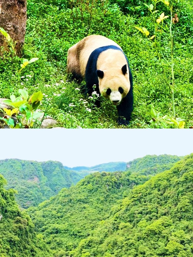 寶貝們快入！超正碧峰峽旅遊攻略嚟啦