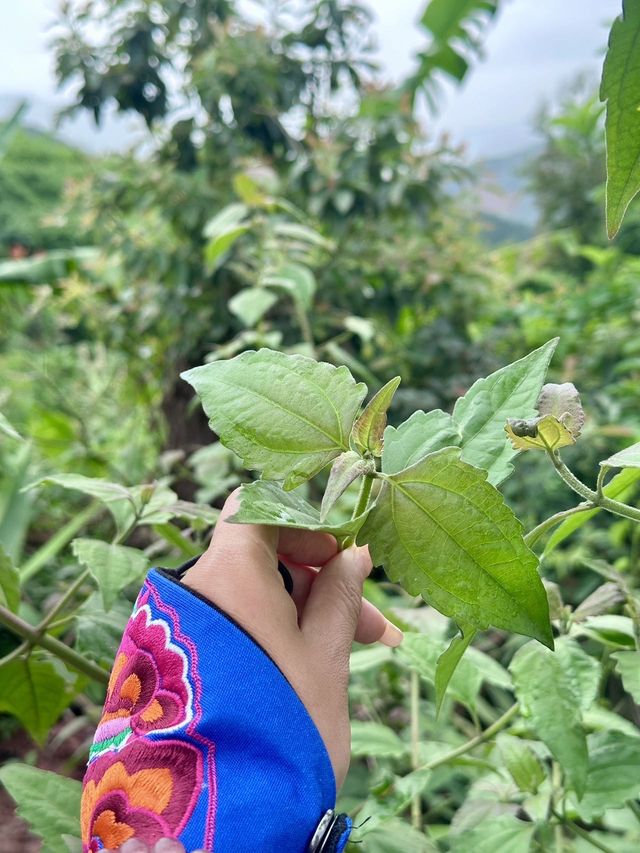 基諾山雨林穿越森林溪流