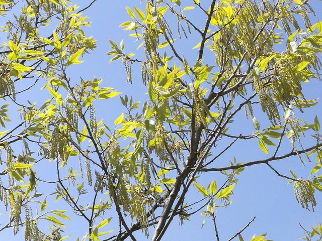 潮州八景之一——韓祠橡木 潮州八景之一——韓祠橡木