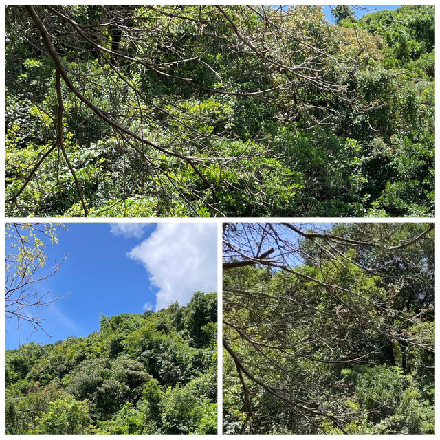 深圳馬巒山|零門票賞瀑吸氧!都市人的「半小時逃離計劃」🌿 深圳馬巒山|零門票賞瀑吸氧!都市人的「半小時逃離計劃」🌿