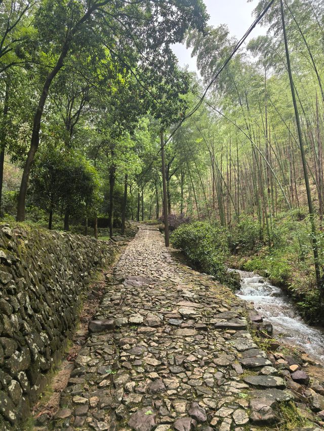 衢州仙霞關|青石古道印滄桑 蒼松迎客越千年 衢州仙霞關|青石古道印滄桑 蒼松迎客越千年