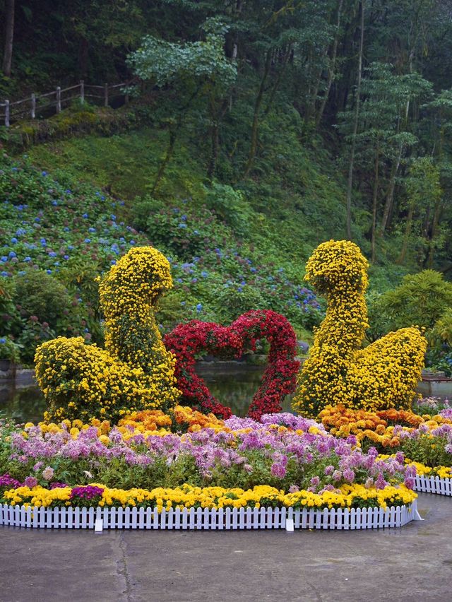 本以為青城山的秋天夠美了，直到去了龍蒼溝