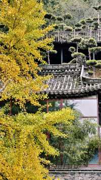 實拍唐太宗親手栽種的千年銀杏樹附入寺攻略