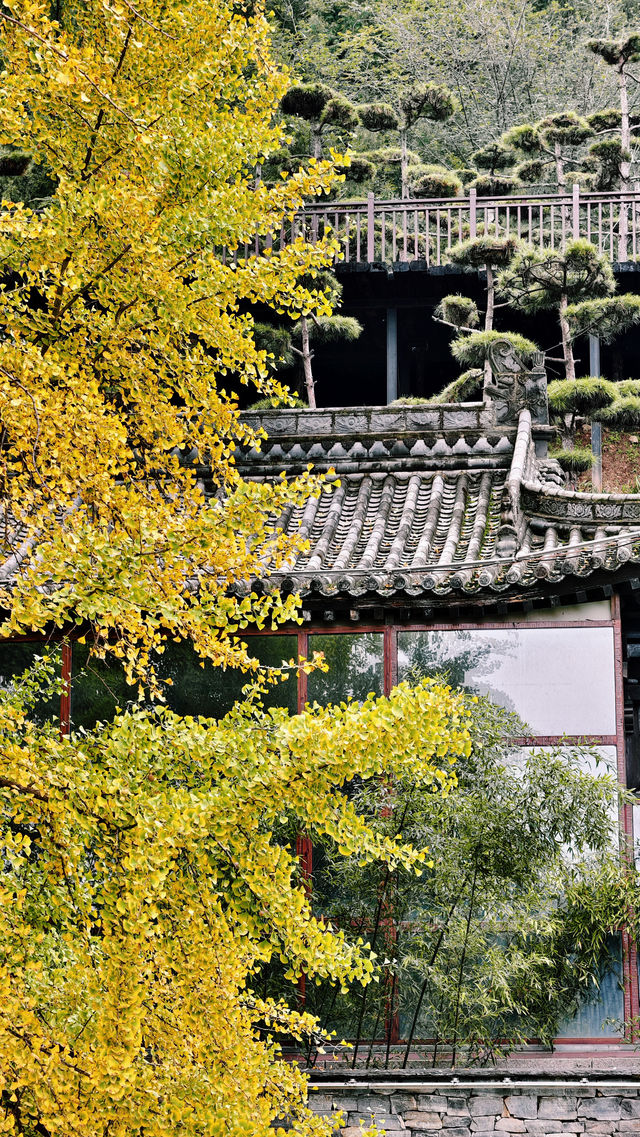 實拍唐太宗親手栽種的千年銀杏樹附入寺攻略