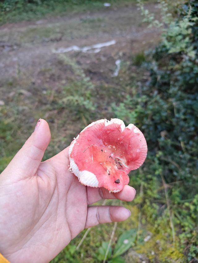 集裝箱露營新玩法