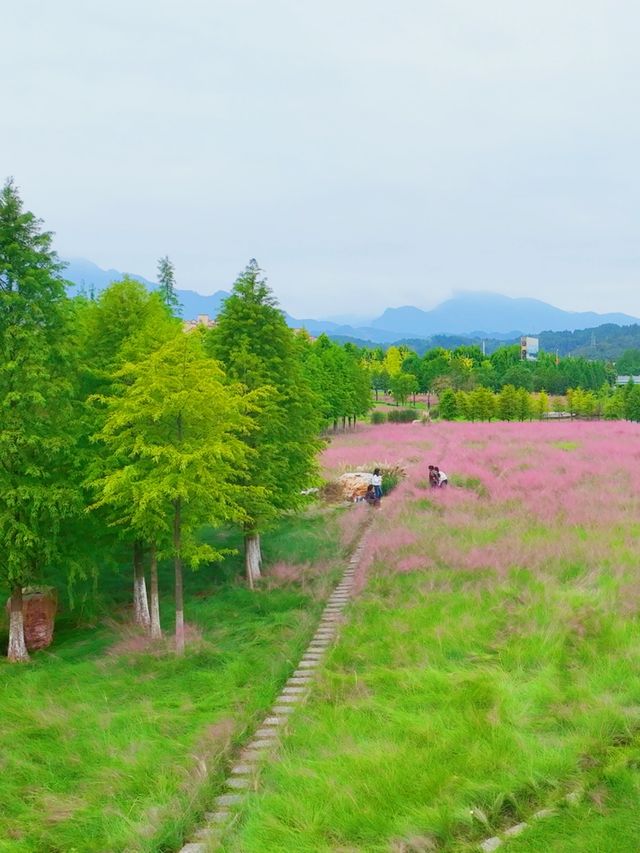 走進這片粉海，才算遇見秋