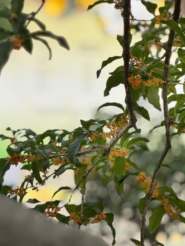 雨中桂花更芬芳 雨中桂花更芬芳