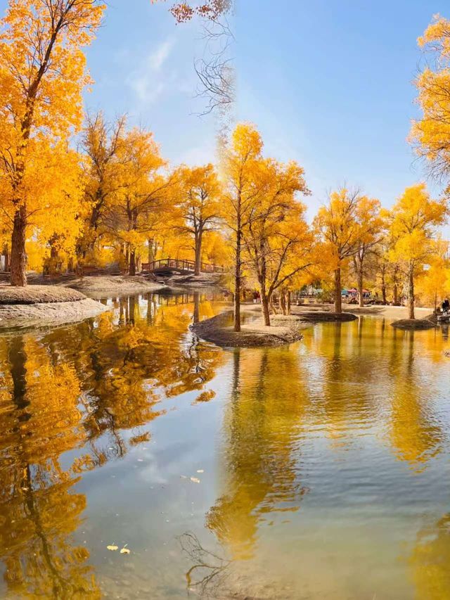 西北秋色天花板!酒泉金塔胡楊林把秋天揉碎成金色海 西北秋色天花板!酒泉金塔胡楊林把秋天揉碎成金色海