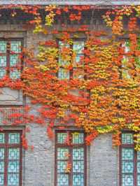 南京總統府秋日限定中國最美窗戶也太絕了吧！