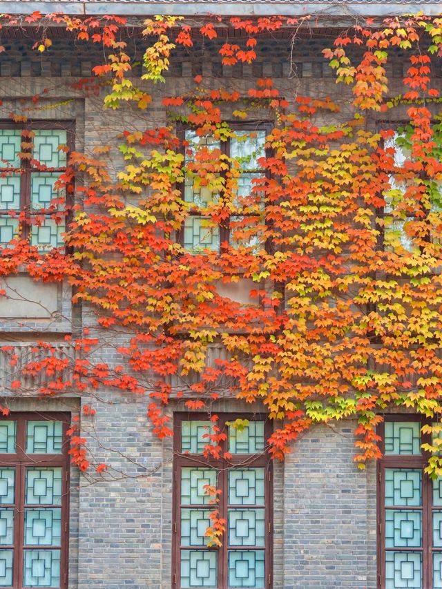 南京總統府秋日限定中國最美窗戶也太絕了吧！