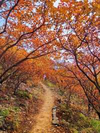 邯鄲紅葉景點推薦｜秘境天花板5處絕美人少賞秋地大