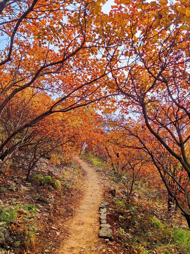 邯鄲紅葉景點推薦｜秘境天花板5處絕美人少賞秋地大