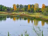 沣河梁家灘,最後的秋色