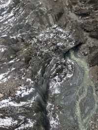 叢林界的一鯨落萬物生~