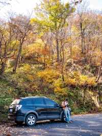 鄭州周邊秋日私藏線!賞千年銀杏,看紅葉漫山