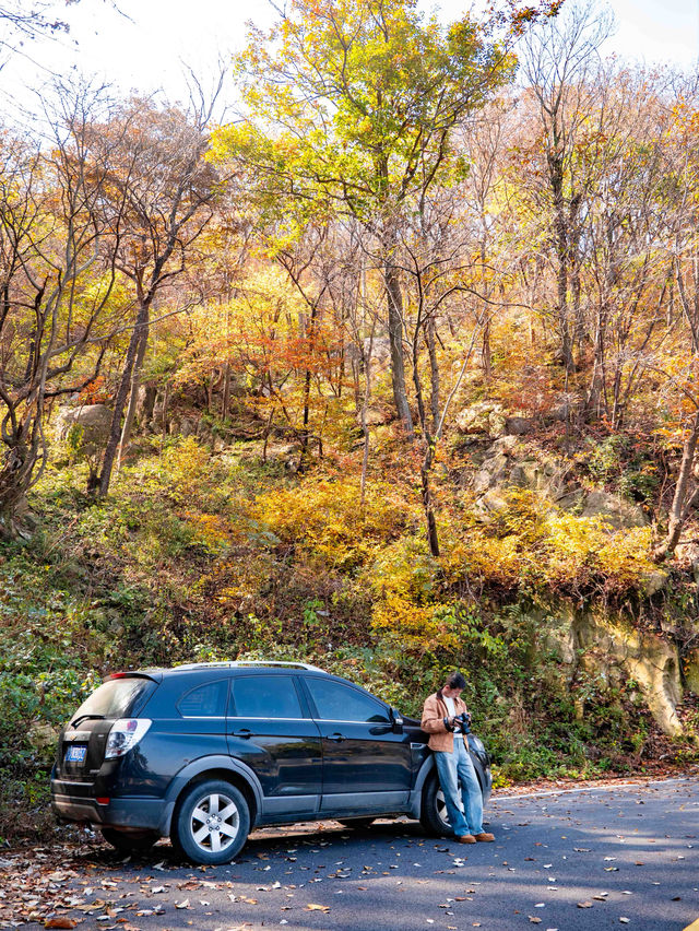 鄭州周邊秋日私藏線!賞千年銀杏,看紅葉漫山 鄭州周邊秋日私藏線!賞千年銀杏,看紅葉漫山