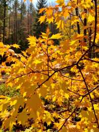 甘肅版九寨溝被我搵到喇！匿喺隴南嘅彩林秘境