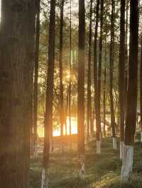 在半島世界酒店，偶遇秋日最美江濱公園